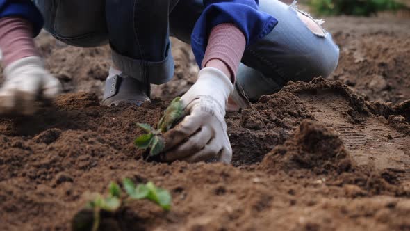 A Farmer Plants a Bush of Young Strawberries in the Ground.
