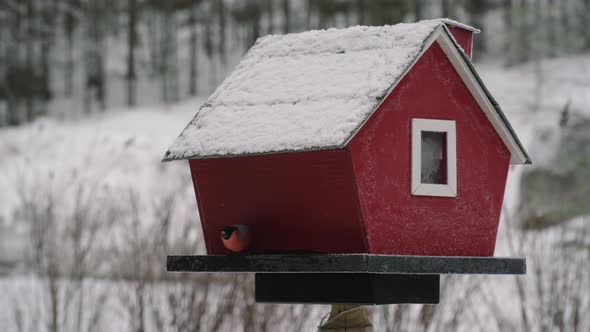 A Single Eurasian Bullfinch Moving Around A Red Birdhouse. -close up shot alt