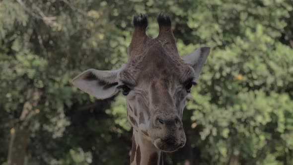 Giraffe cleaning nostrils with tongue alt