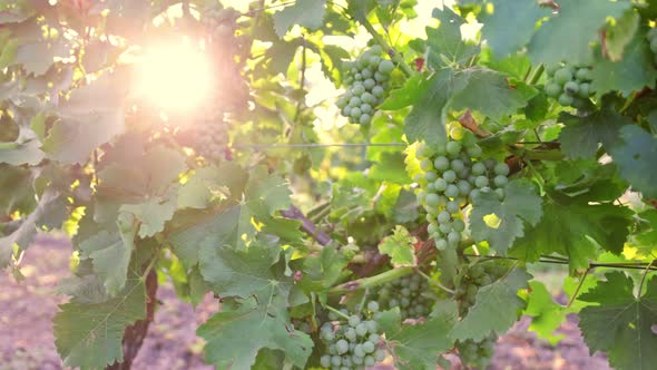 Slow Motion Shot of Ripe White Grapes in Sunny Vineyard alt