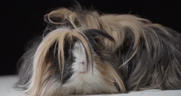 Studio Footage of Beautiful Guinea Pigs with Long Fur Resting alt