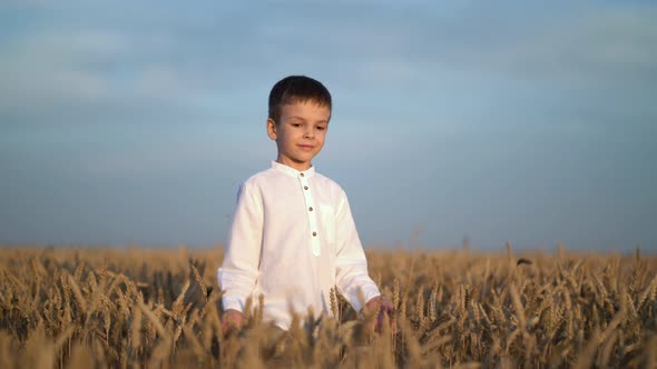 Boy Walking and Touching Wheat Ears on the Field