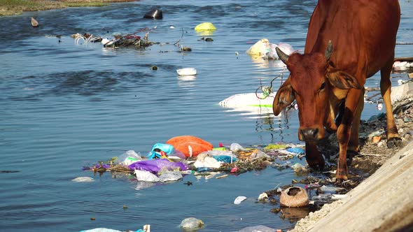 Close up gimbal shot of cow walking on riverbanks among garbage alt