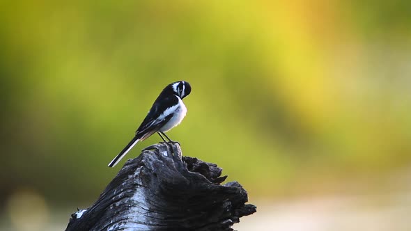 African Pied Wagtail in Kruger National park, South Africa alt