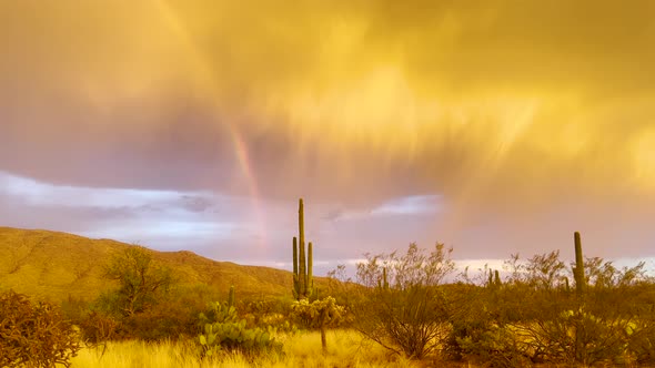 Beautiful rainbow in Arizona desert with saguaro cactus. Storm clouds at sunset. alt