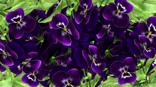 Pansy Flowers - Screen Transition - II - Alpha Channel