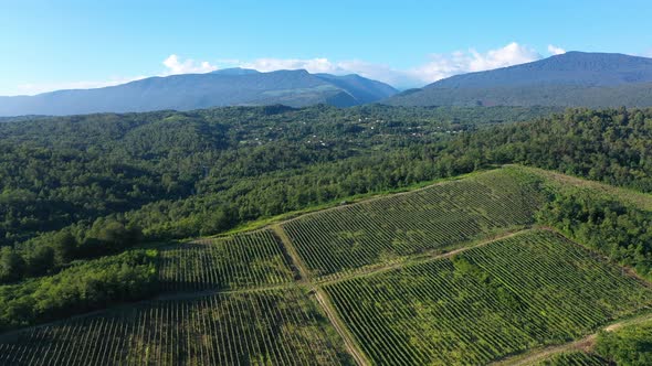 Aerial Shot of Large Vineyard Fields Among the Mountains