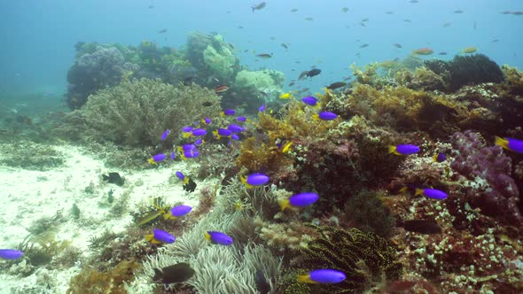 Coral Reef and Tropical Fish alt