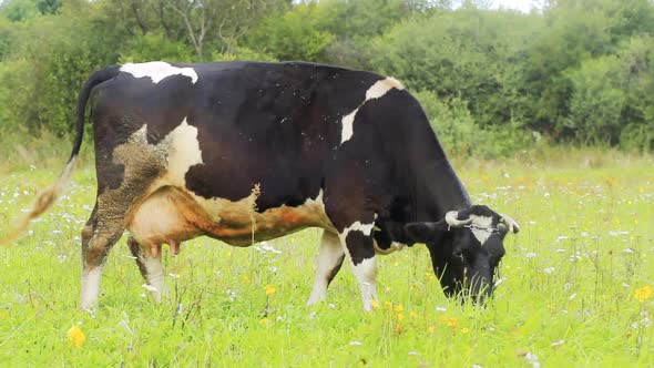 Cow Grazes Meadow