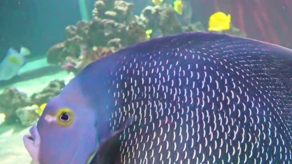 French Angelfish Pomacanthus Paru alt