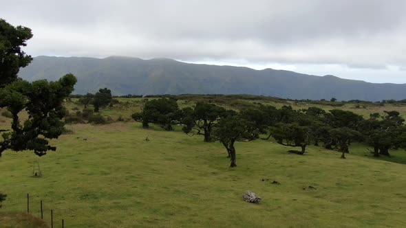 Aerial view of old and rare Fanal laurisilva forest on Madeira island, Portugal alt