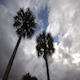 Palm Tree Storm Approaching - VideoHive Item for Sale