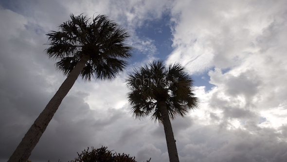 Palm Tree Storm Approaching