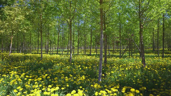 Yellow field of dandelions on green grass in a grove