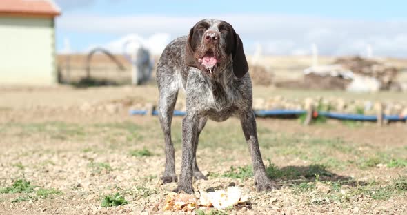 A Hungry and homeless stray female dog eats food on the farm. alt