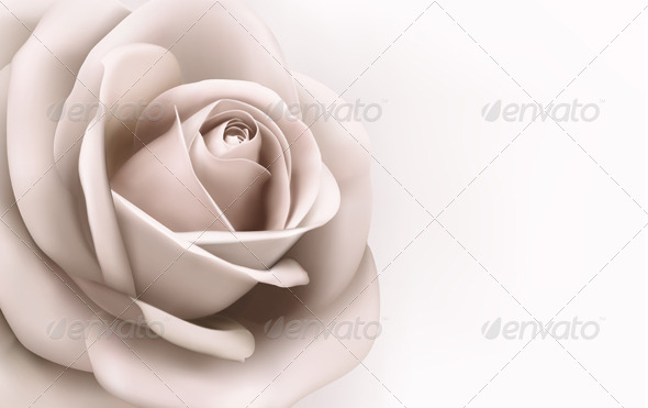Rose Background - Flowers & Plants Nature
