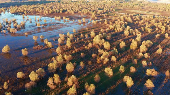 Yellow trees on a flooded field casting long shadows, on a sunny afternoon. Beautiful landscape alt