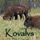 Bisons In The Field - VideoHive Item for Sale