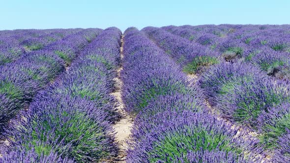 Lavender Fields in La Provence France