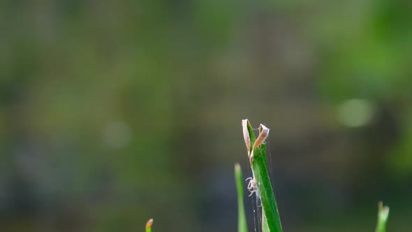 Blue Dragonfly on a Branch in Green Nature By the River Closeup alt