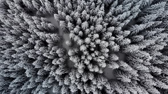 Drone Rising Up Above Forest During Snowfall 