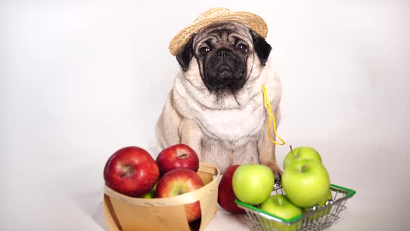 Close Up of Tired Cute Pug with Red and Green Apples on Orange Background alt