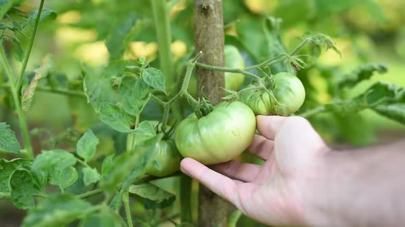 Green tomatoes	