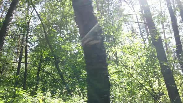 Green Forest with Trees By Day alt