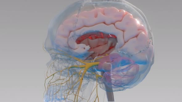 Human brain with neuronal impulses. alt