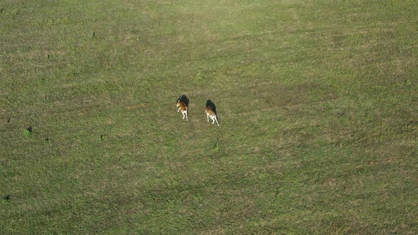 Aerial top down, fallow deer does grazing peacefully on a green meadow alt