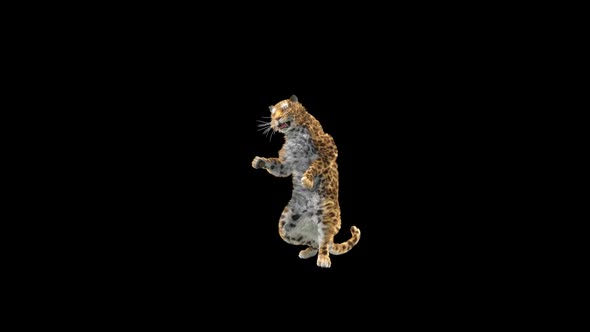 Leopard Dancing HD alt