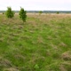 Wild field with grass - VideoHive Item for Sale