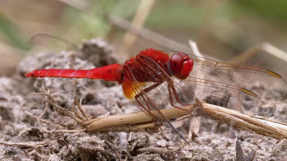 Red Dragonfly Macro. Dragonfly Sitting on the Sand at a Branch of the River
