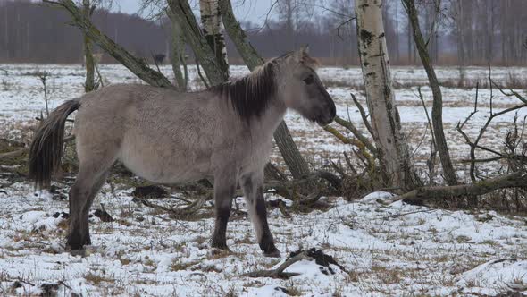 Wild horse (Konik Polski) standing in front of birch trees in cloudy winter day, wild bison's runnin alt