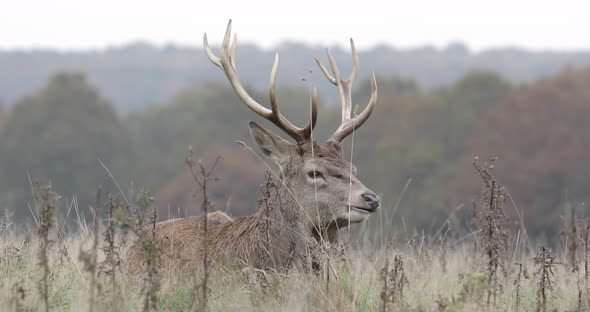 Real time shot of red dear at Richmond Park, UK