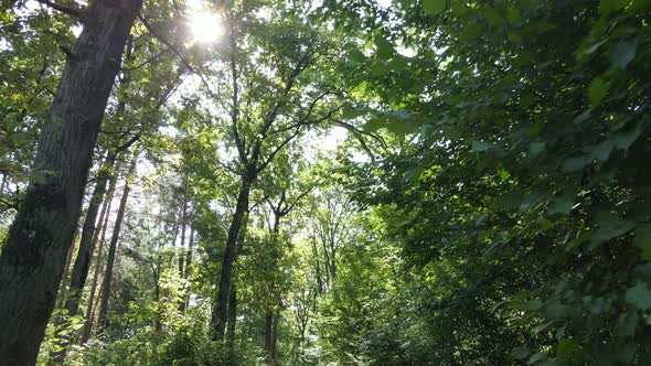 Forest with Trees on a Summer Day Slow Motion alt