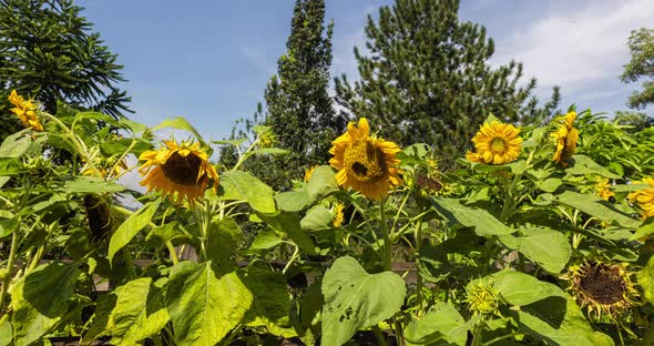 a hedge of sunflowers in the middle of a pine forest