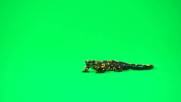 Fire Salamander. Salamandra Maculosa in Green Background alt
