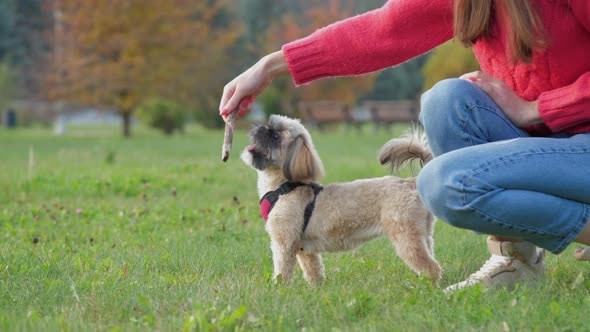 Owner Plays with Shih Tzu Dog Showing Stick on Green Field alt