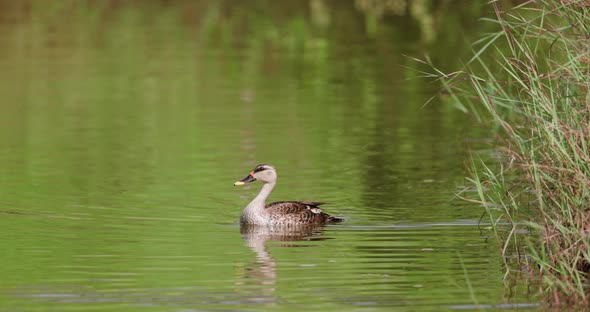 Spot Billed Duck swimming in the water with the green reflection in slow motion alt
