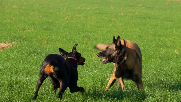 Doberman and Belgian Shepherd Malinois Are Running and Playing on Green Field alt