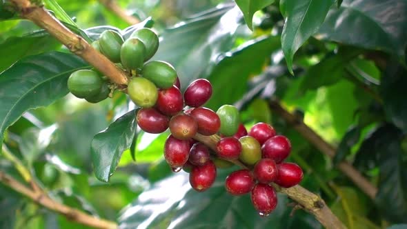 Natural Red Coffee alt