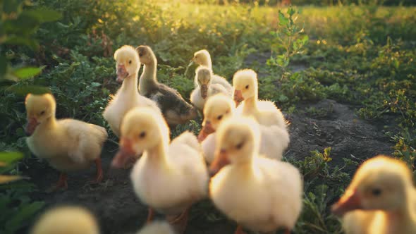 Goslings nibble the grass on the green lawn. Poultry in the backyard. Cubs of geese in the pasture. alt