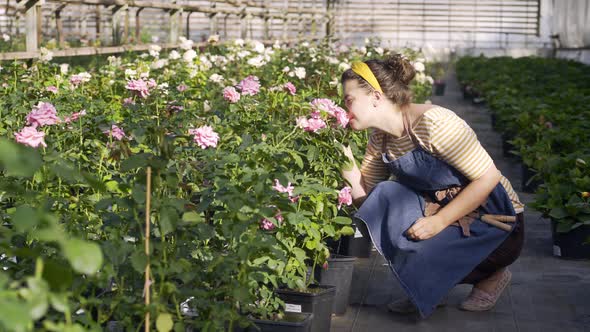 Woman Smells Fresh Pink Rose Squatting Near Garden Bed