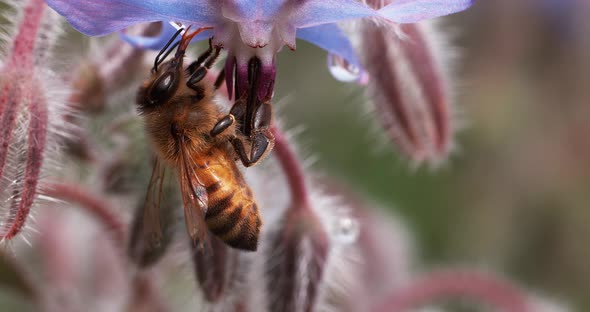 European Honey Bee, apis mellifera, Bee Booting a Borage Flower, Pollination Act, Normandy alt