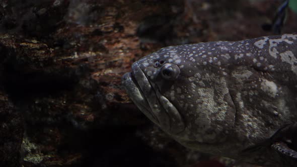 Close Up of Grouper Fish in Sea Water alt