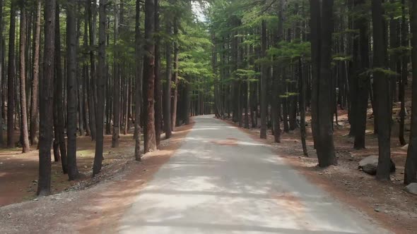 POV Along Empty Road Surrounded By Fir Trees At USHU Forest At Kalam. Follow Shot alt