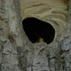 Hornet Fly In Nest Slow Motion - VideoHive Item for Sale