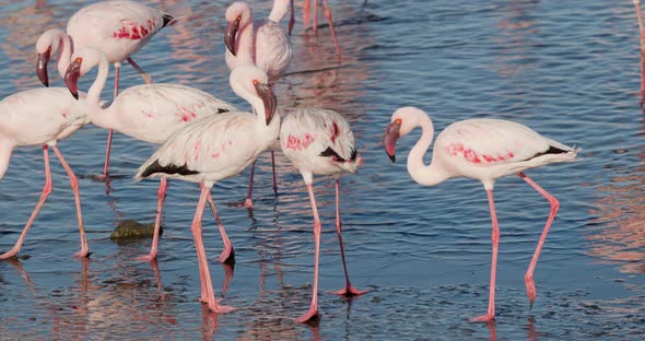 Big group of wild flamingos is pecking the wet sand on the shore of Walvis Bay, 4k alt