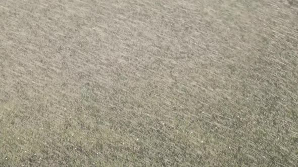 Small Splashes From Watering the Grass on the Lawn Shimmer in the Sunlight. Natural Background alt